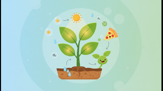 Photosynthesis: How Plants Make Their Pizza Power